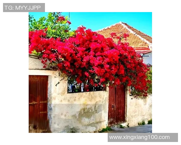 花卉种植技巧与方法探索打造美丽花园的全面指南